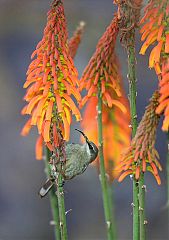 Tacazze Sunbird